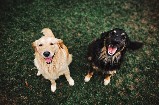 grain free dog treats