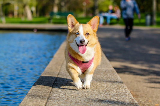 Easy Exercises for Dogs