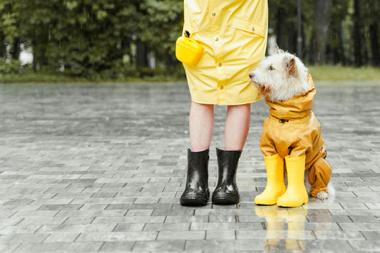 Dog in the rain